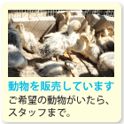 動物をお譲りしています