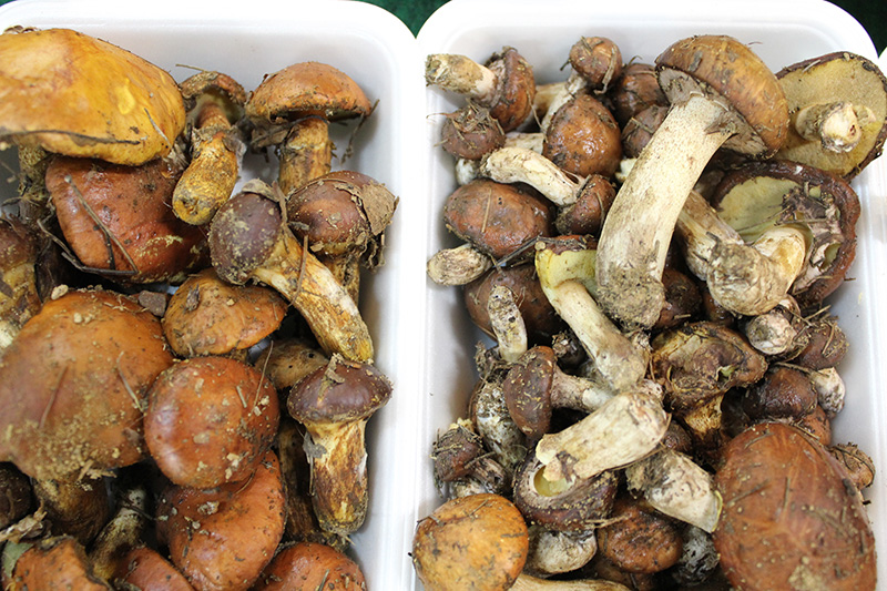 松茸、キノコ、入荷が始まりました／産直市場 グリーンファーム長野県伊那市