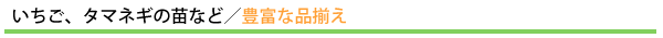 いちご、タマネギの苗など/豊富な品揃え